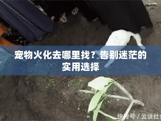 宠物火化去哪里找？告别迷茫的实用选择