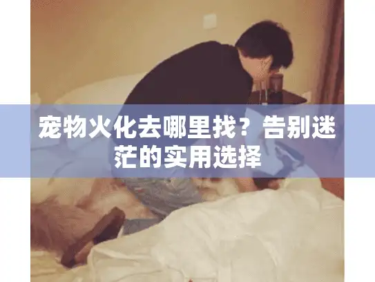 宠物火化去哪里找？告别迷茫的实用选择