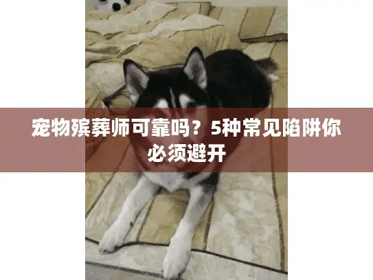 宠物殡葬师可靠吗？5种常见陷阱你必须避开