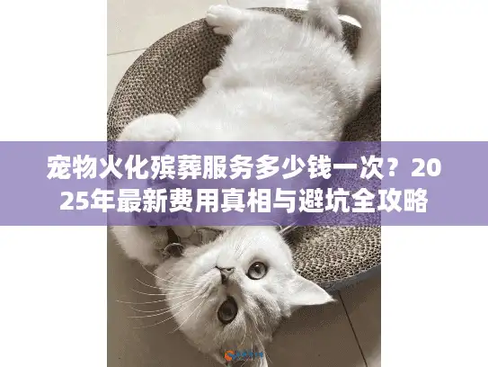 宠物火化殡葬服务多少钱一次？2025年最新费用真相与避坑全攻略