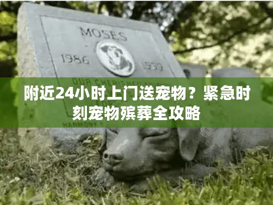 附近24小时上门送宠物？紧急时刻宠物殡葬全攻略