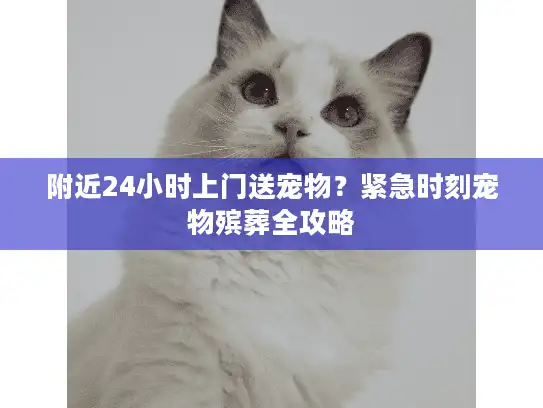 附近24小时上门送宠物？紧急时刻宠物殡葬全攻略