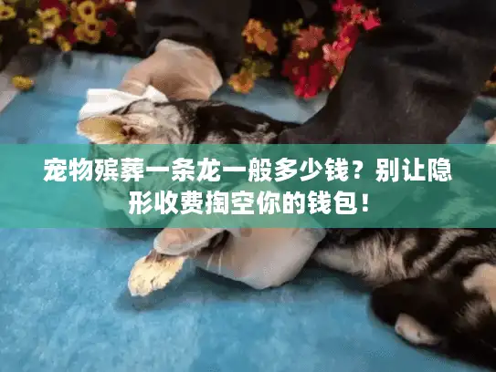 宠物殡葬一条龙一般多少钱？别让隐形收费掏空你的钱包！