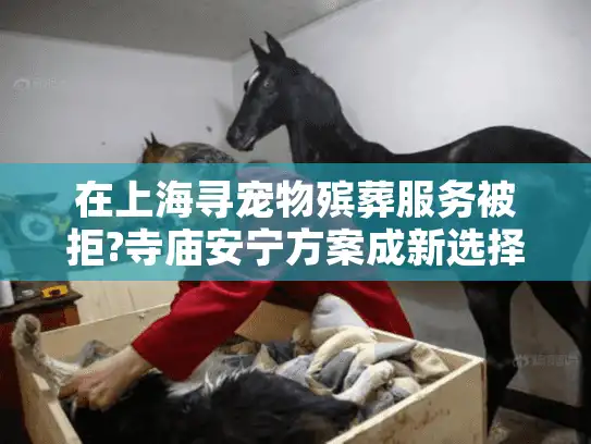 在上海寻宠物殡葬服务被拒?寺庙安宁方案成新选择