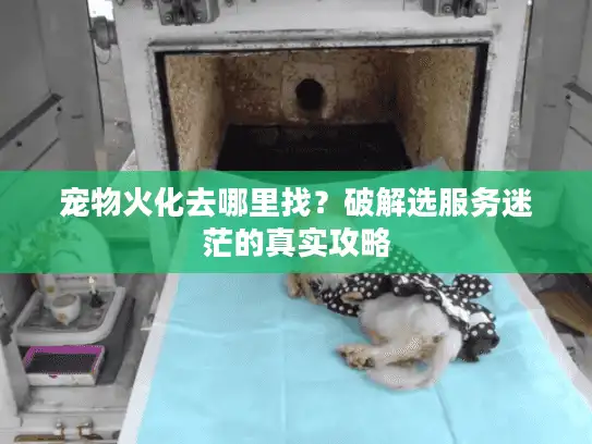 宠物火化去哪里找？破解选服务迷茫的真实攻略