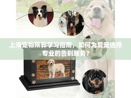 上海宠物殡葬学习指南，如何为爱宠选择专业的告别服务？