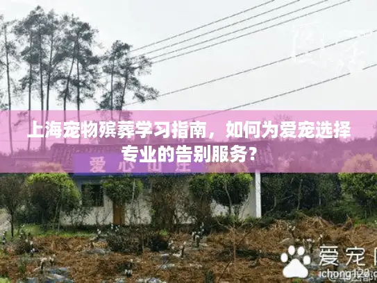 上海宠物殡葬学习指南，如何为爱宠选择专业的告别服务？