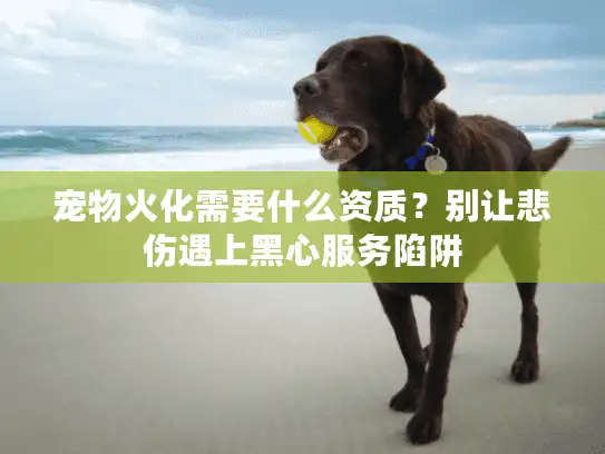 宠物火化需要什么资质？别让悲伤遇上黑心服务陷阱