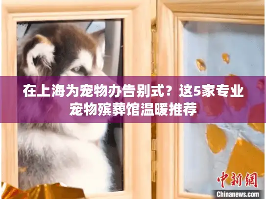 在上海为宠物办告别式？这5家专业宠物殡葬馆温暖推荐