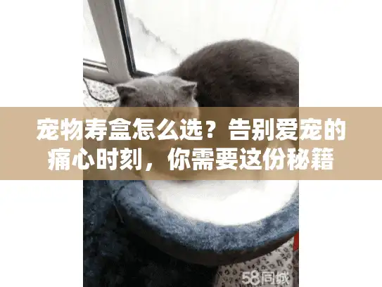 宠物寿盒怎么选？告别爱宠的痛心时刻，你需要这份秘籍