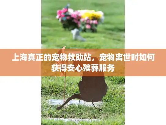 上海真正的宠物救助站，宠物离世时如何获得安心殡葬服务