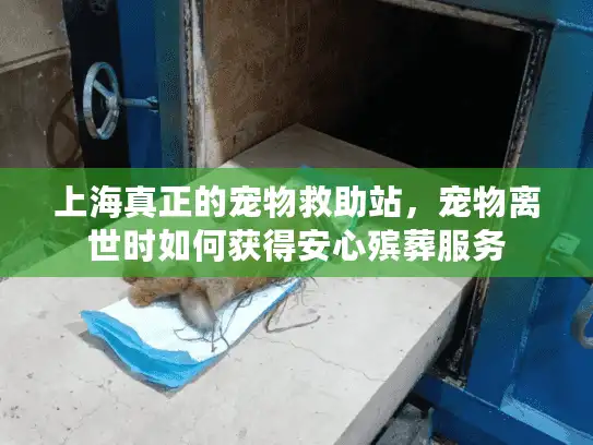 上海真正的宠物救助站，宠物离世时如何获得安心殡葬服务