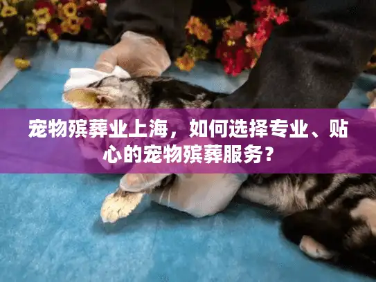 宠物殡葬业上海，如何选择专业、贴心的宠物殡葬服务？