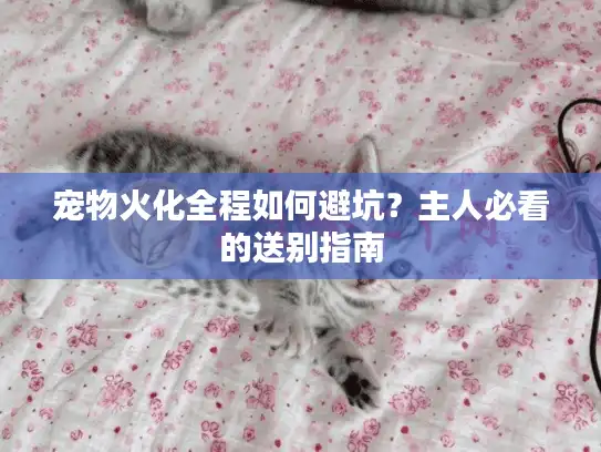宠物火化全程如何避坑？主人必看的送别指南