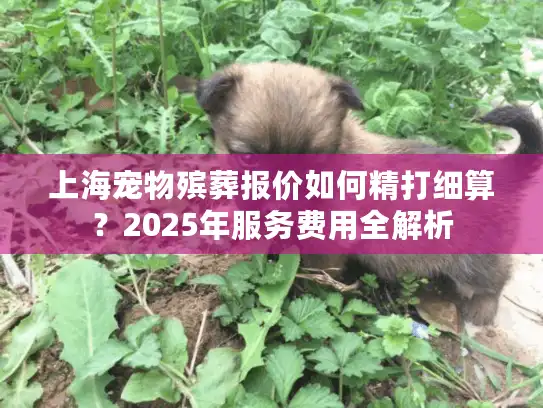 上海宠物殡葬报价如何精打细算？2025年服务费用全解析