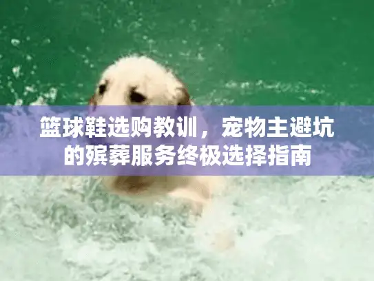 篮球鞋选购教训，宠物主避坑的殡葬服务终极选择指南