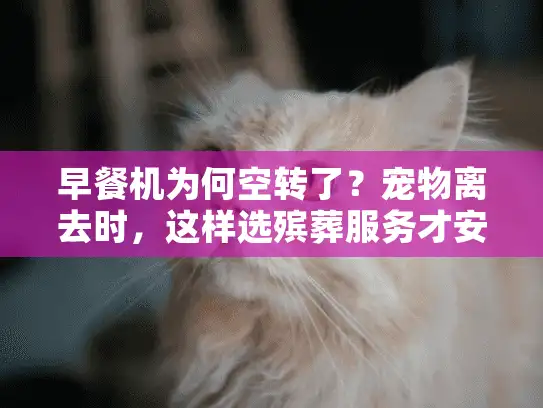 早餐机为何空转了？宠物离去时，这样选殡葬服务才安心