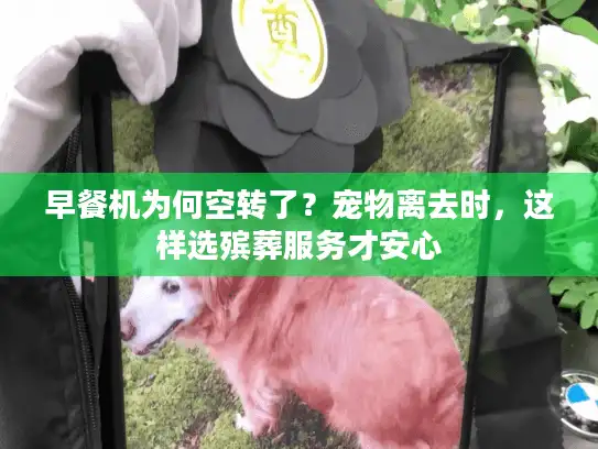 早餐机为何空转了？宠物离去时，这样选殡葬服务才安心