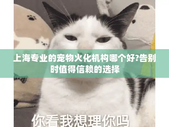 上海专业的宠物火化机构哪个好?告别时值得信赖的选择