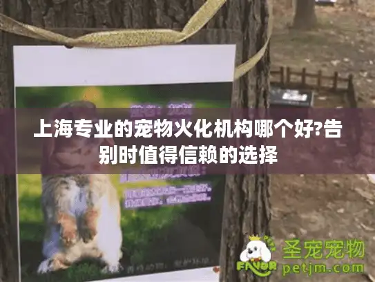 上海专业的宠物火化机构哪个好?告别时值得信赖的选择