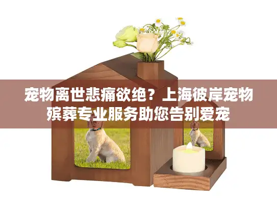 宠物离世悲痛欲绝？上海彼岸宠物殡葬专业服务助您告别爱宠