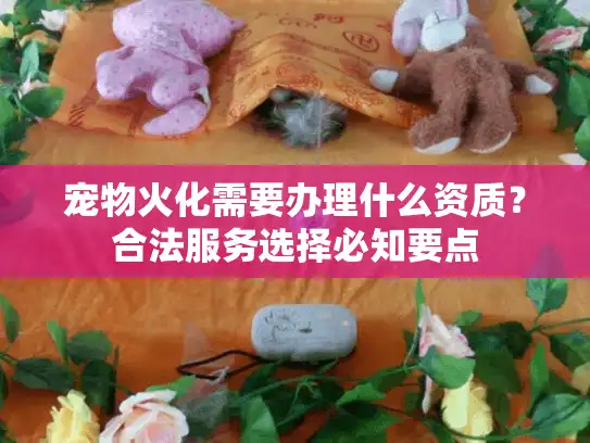 宠物火化需要办理什么资质？合法服务选择必知要点