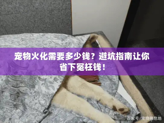宠物火化需要多少钱？避坑指南让你省下冤枉钱！