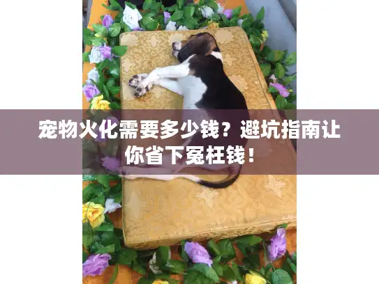 宠物火化需要多少钱？避坑指南让你省下冤枉钱！