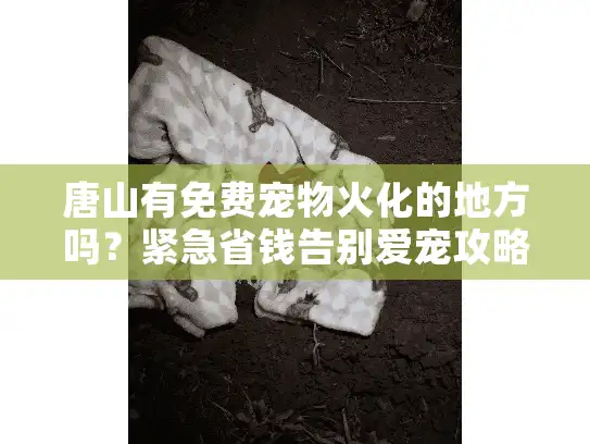 唐山有免费宠物火化的地方吗？紧急省钱告别爱宠攻略