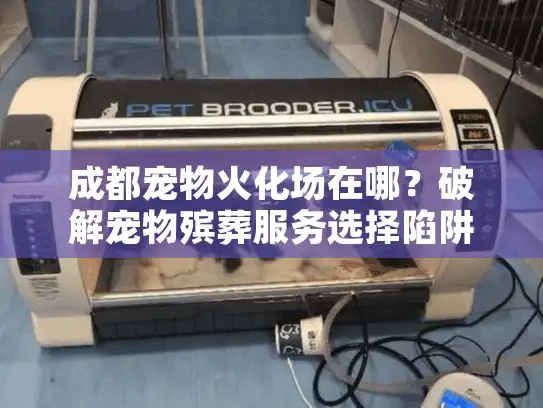 成都宠物火化场在哪？破解宠物殡葬服务选择陷阱