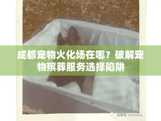成都宠物火化场在哪？破解宠物殡葬服务选择陷阱