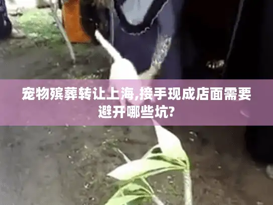 宠物殡葬转让上海,接手现成店面需要避开哪些坑?