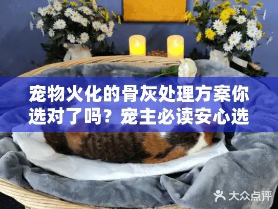 宠物火化的骨灰处理方案你选对了吗？宠主必读安心选择秘密