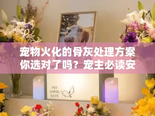 宠物火化的骨灰处理方案你选对了吗？宠主必读安心选择秘密