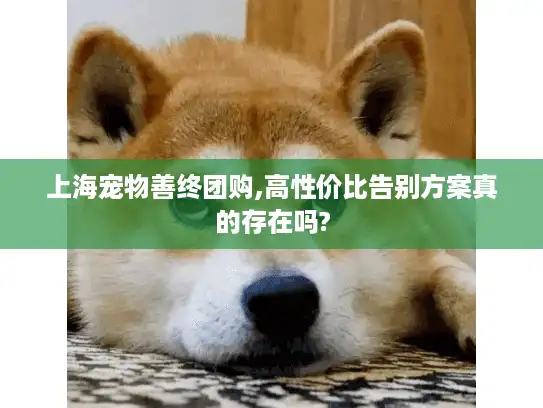 上海宠物善终团购,高性价比告别方案真的存在吗?