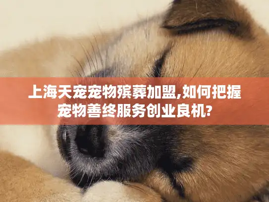 上海天宠宠物殡葬加盟,如何把握宠物善终服务创业良机?
