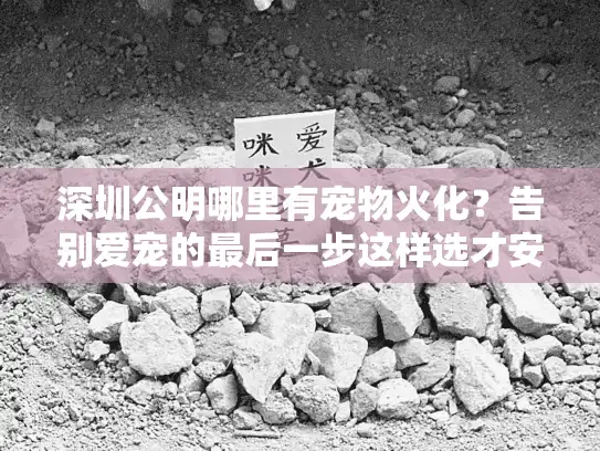 深圳公明哪里有宠物火化？告别爱宠的最后一步这样选才安心