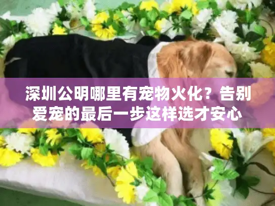 深圳公明哪里有宠物火化？告别爱宠的最后一步这样选才安心