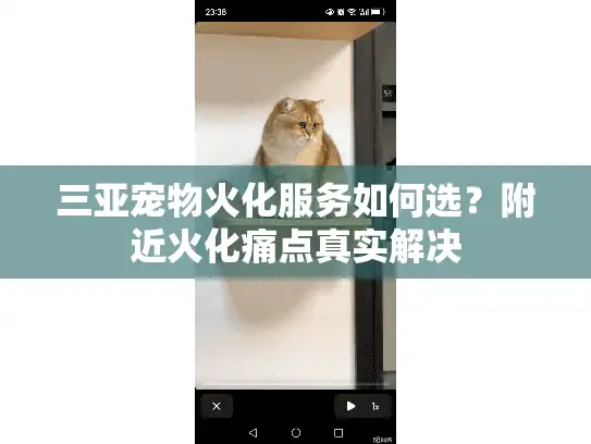 三亚宠物火化服务如何选？附近火化痛点真实解决