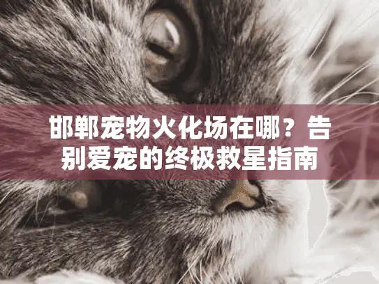 邯郸宠物火化场在哪？告别爱宠的终极救星指南