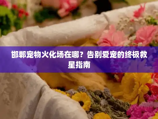邯郸宠物火化场在哪？告别爱宠的终极救星指南