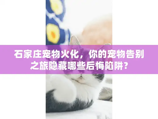 石家庄宠物火化，你的宠物告别之旅隐藏哪些后悔陷阱？