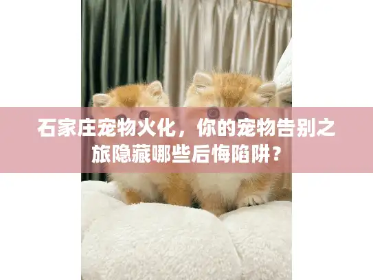 石家庄宠物火化，你的宠物告别之旅隐藏哪些后悔陷阱？