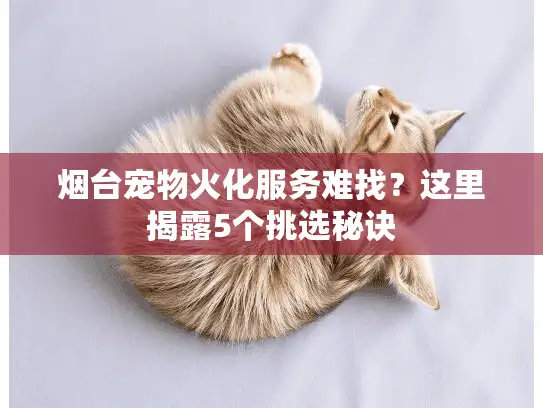 烟台宠物火化服务难找？这里揭露5个挑选秘诀