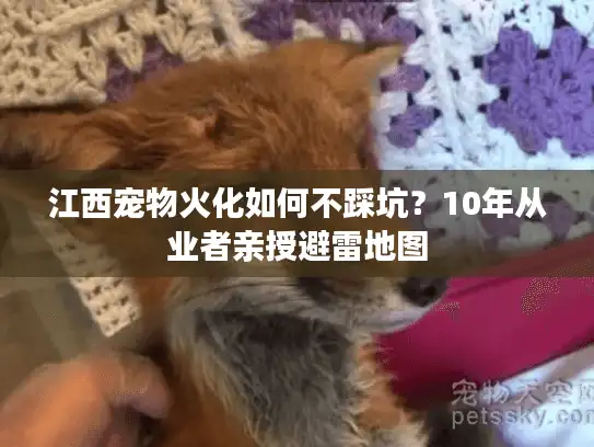 江西宠物火化如何不踩坑？10年从业者亲授避雷地图