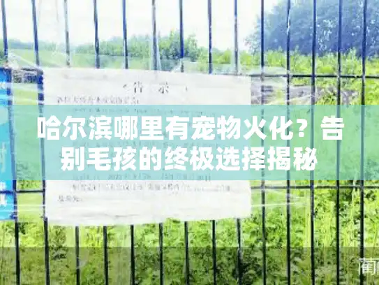 哈尔滨哪里有宠物火化？告别毛孩的终极选择揭秘