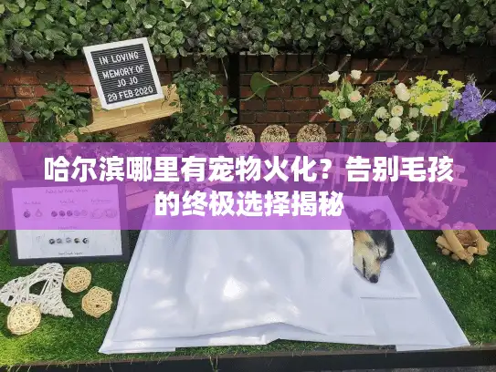 哈尔滨哪里有宠物火化？告别毛孩的终极选择揭秘