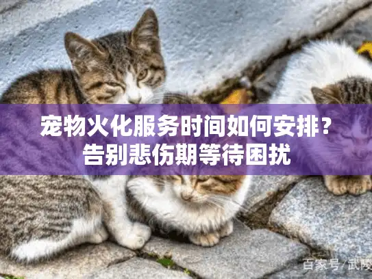 宠物火化服务时间如何安排？告别悲伤期等待困扰