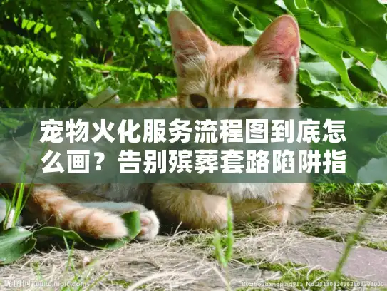 宠物火化服务流程图到底怎么画？告别殡葬套路陷阱指南