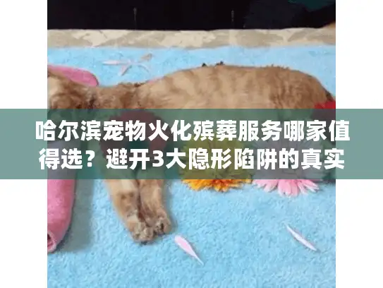哈尔滨宠物火化殡葬服务哪家值得选？避开3大隐形陷阱的真实忠告